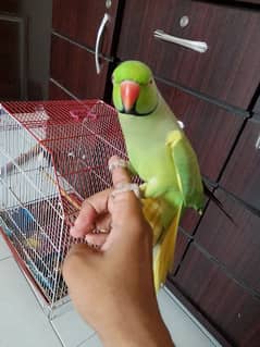 green ringneck male hamdtamed