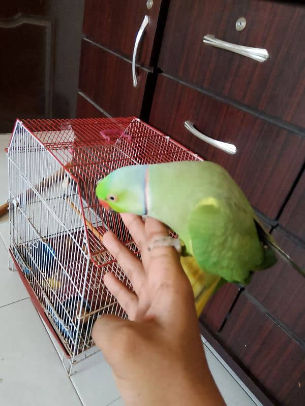 green ringneck male hamdtamed 1