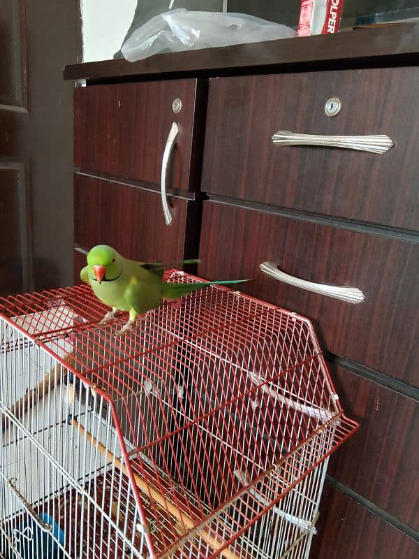 green ringneck male hamdtamed 2