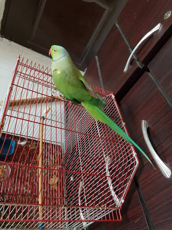 green ringneck male hamdtamed 3