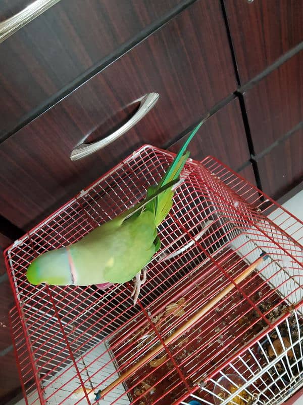 green ringneck male hamdtamed 4