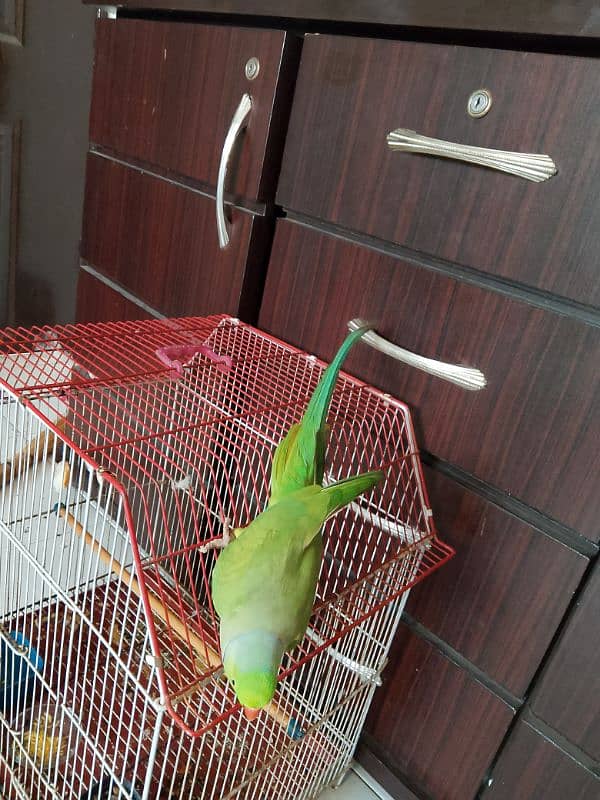 green ringneck male hamdtamed 5