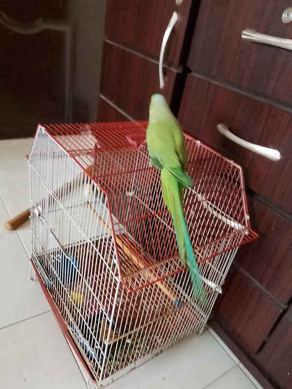 green ringneck male hamdtamed 6