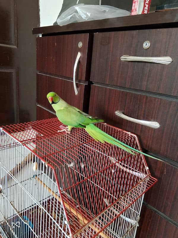 green ringneck male hamdtamed 7