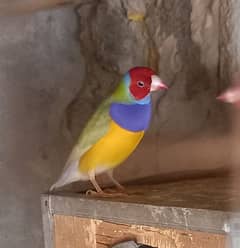 common gouldian breeder male for sale