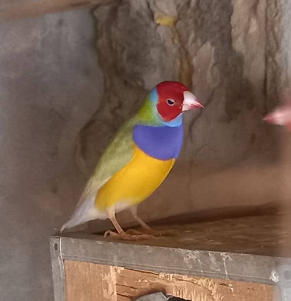 common gouldian breeder male for sale 0