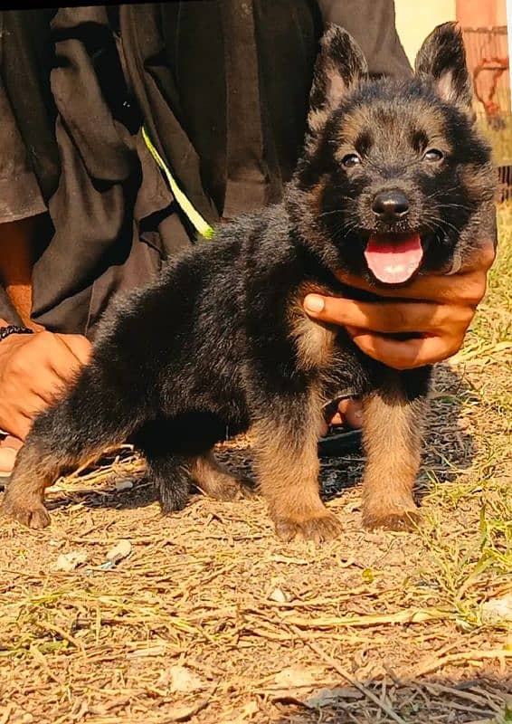 German Shepherd puppies My WhatsApp no 03258926878 1