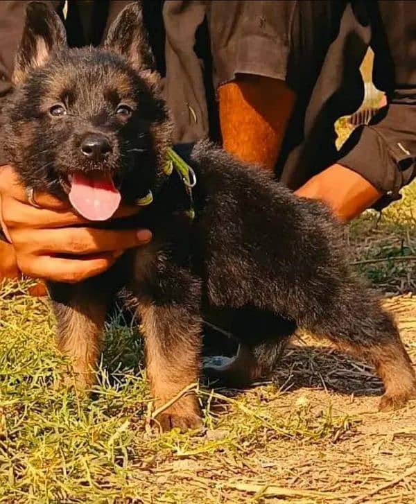 German Shepherd puppies My WhatsApp no 03258926878 2