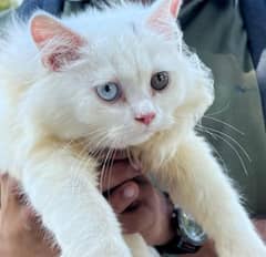 person white cat with old eyes