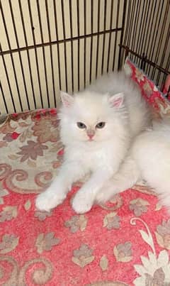 Punch face Persian kittens