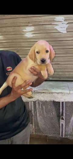 labrador Male Puppie