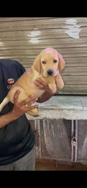 labrador Male Puppie 1