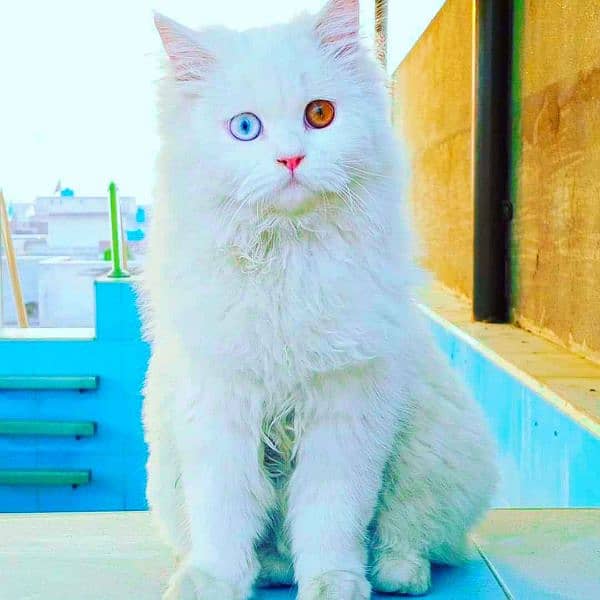 Persian cat for sale my WhatsApp 0325=24=52=724 0