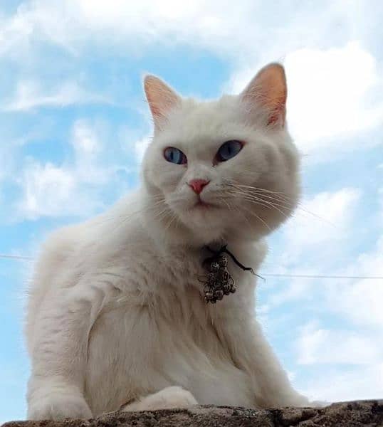 Persian cat 1