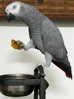 African Grey for sale