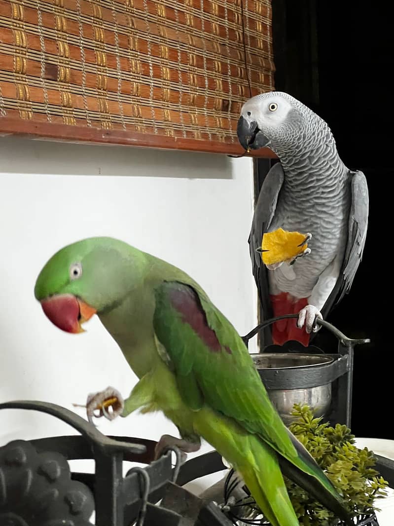 African Grey for sale 1