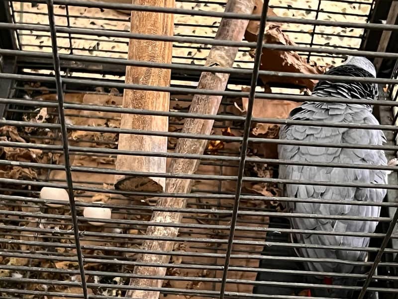 African Grey for sale 2