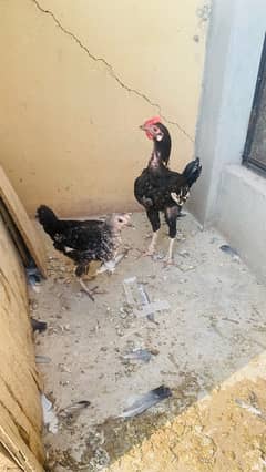 desi pure hens and misri golden breed