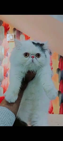 Persian cat for sale male or female my WhatsApp 0325=24=52=724 0