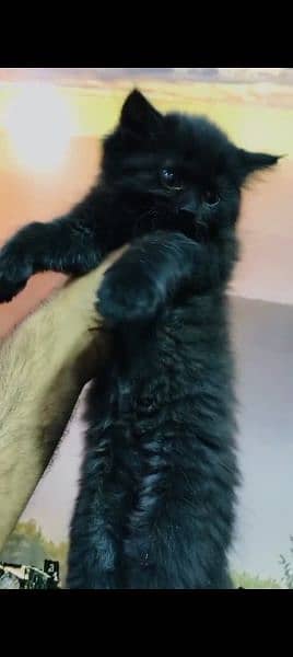 Persian cat for sale male or female my WhatsApp 0325=24=52=724 1