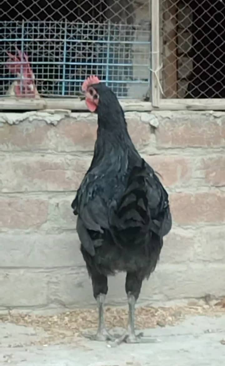 Ma Sha Allah Heritage black Auatralorp pair, dhandarwi male 4