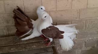 All Breed Pigeons For Sale