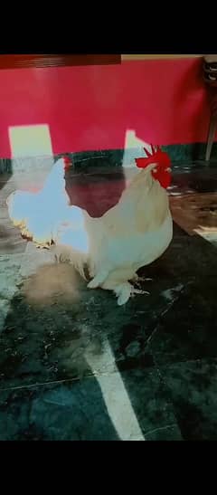 white Cochin bantam breeder pair for sale price munasib hojae gii