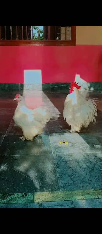 white Cochin bantam breeder pair for sale price munasib hojae gii 1