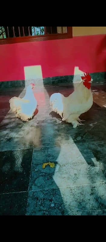 white Cochin bantam breeder pair for sale price munasib hojae gii 2