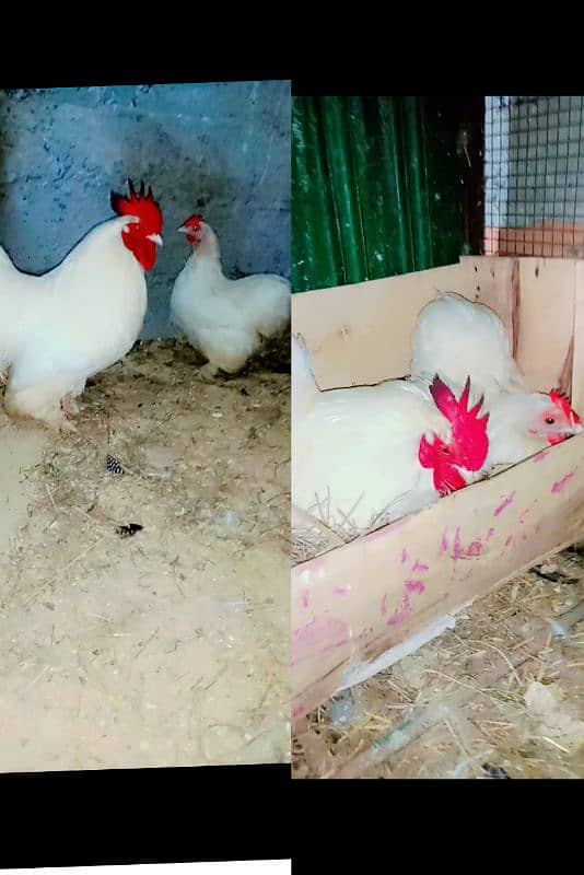 white Cochin bantam breeder pair for sale price munasib hojae gii 3