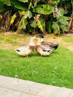 3 Male Ducks