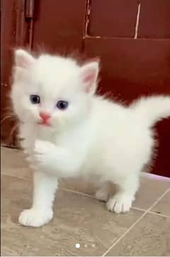 Persian beautiful Cat for sale0344/00/63/354 my WhatsApp number