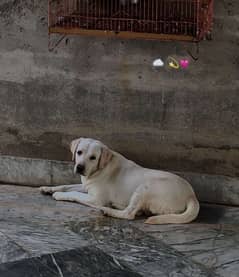 White Male Labrador For Available for Stud