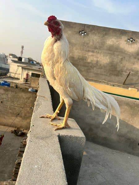 Hera eggs available mazboot jor farteil Anda paper white 0