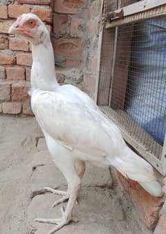 paper white heera aseel Madi. female, murga pathy pathiya chicks