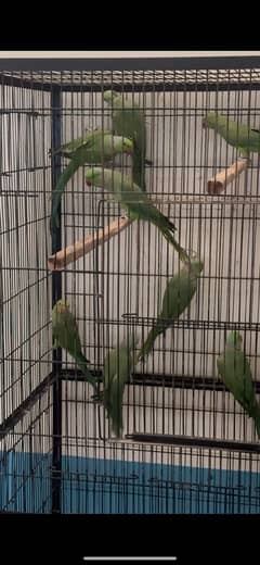 budgies, parrots, doves, lovebirds, cocktail, sunconure for sale