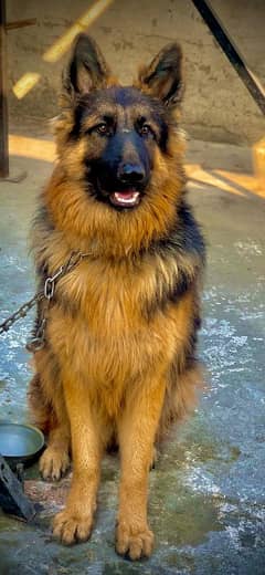 German shepherd non pedigree