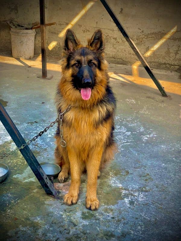 German shepherd non pedigree 1