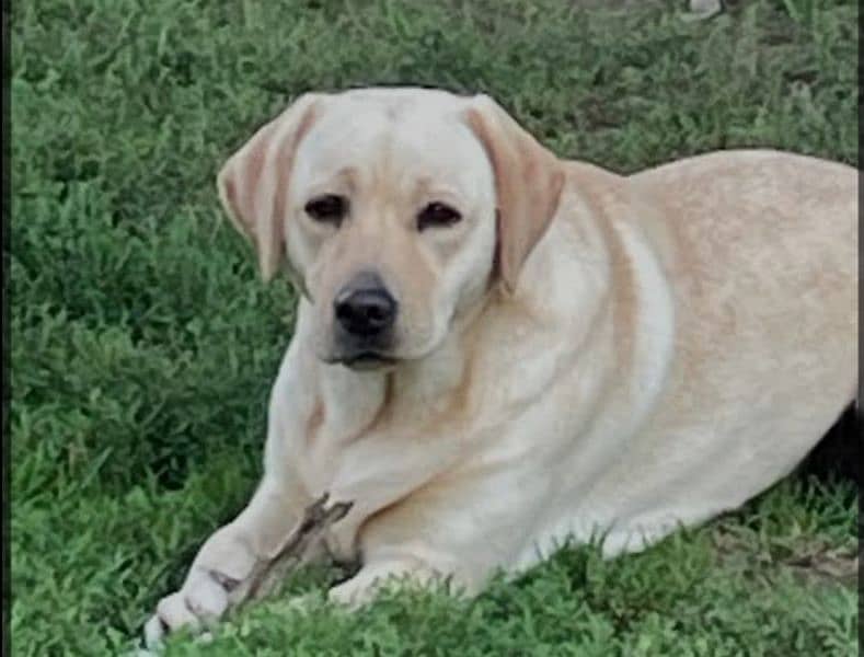 Labrador female dog 1