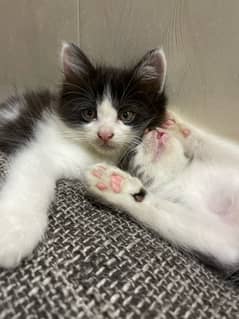 white and brown 35days old amaricen kittens for sale.