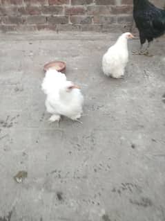 Adult female bantam