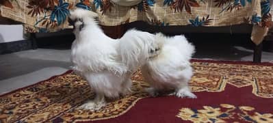 Bentum breeder pair for sale