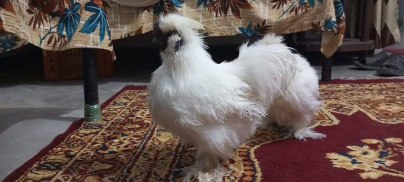 Bentum breeder pair for sale 1