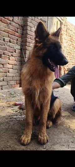 German shepherd Male