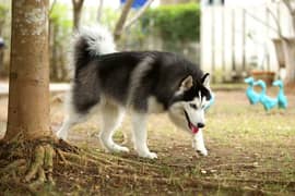 Siberian husky male available looking for a new home