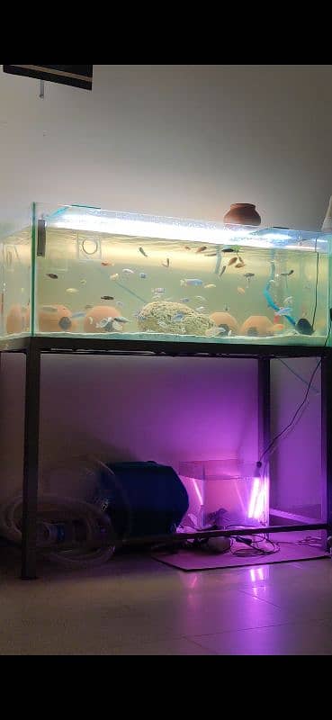 4 feet monster aquarium 2