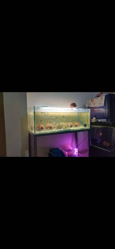 4 feet monster aquarium 4