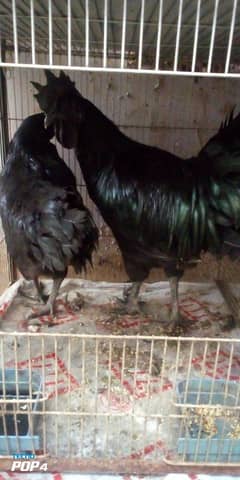 ayam cemani