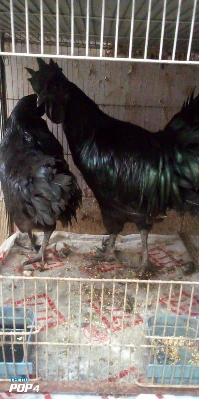 ayam cemani 0