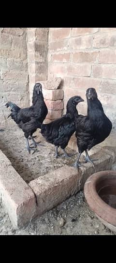 Gray tongue ayam cemani urgent sale